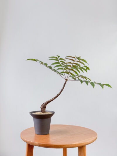 IMG_8023 Matten Trumpet Tall