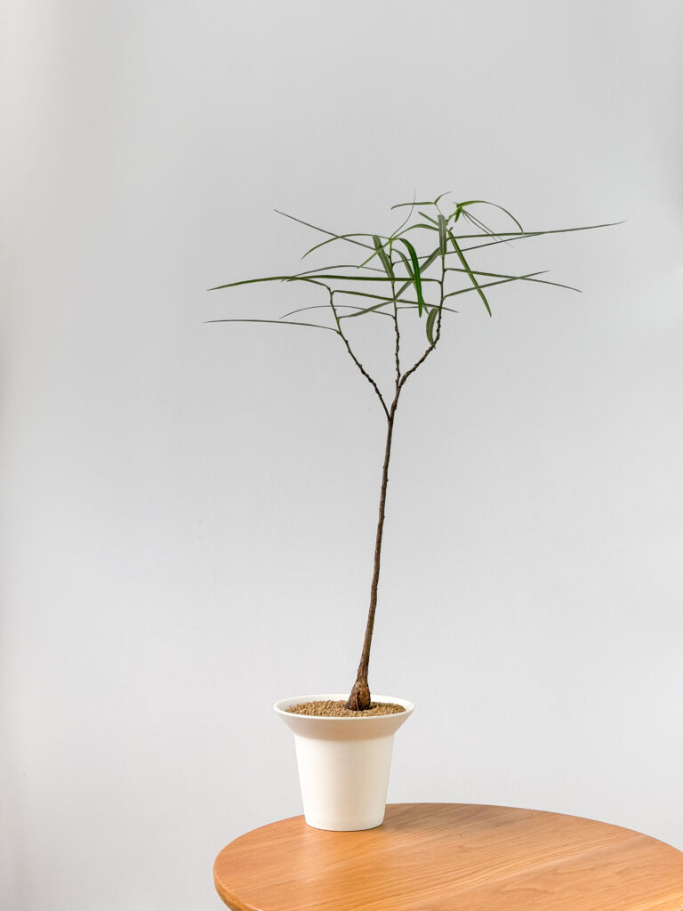 Brachychiton rupestris