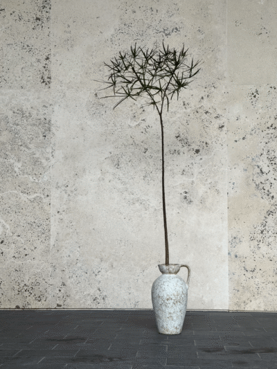 Brachychiton rupestris x Vintage Olive Jar