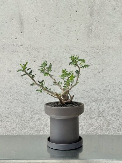 Senna meridionalis x Turret Planter