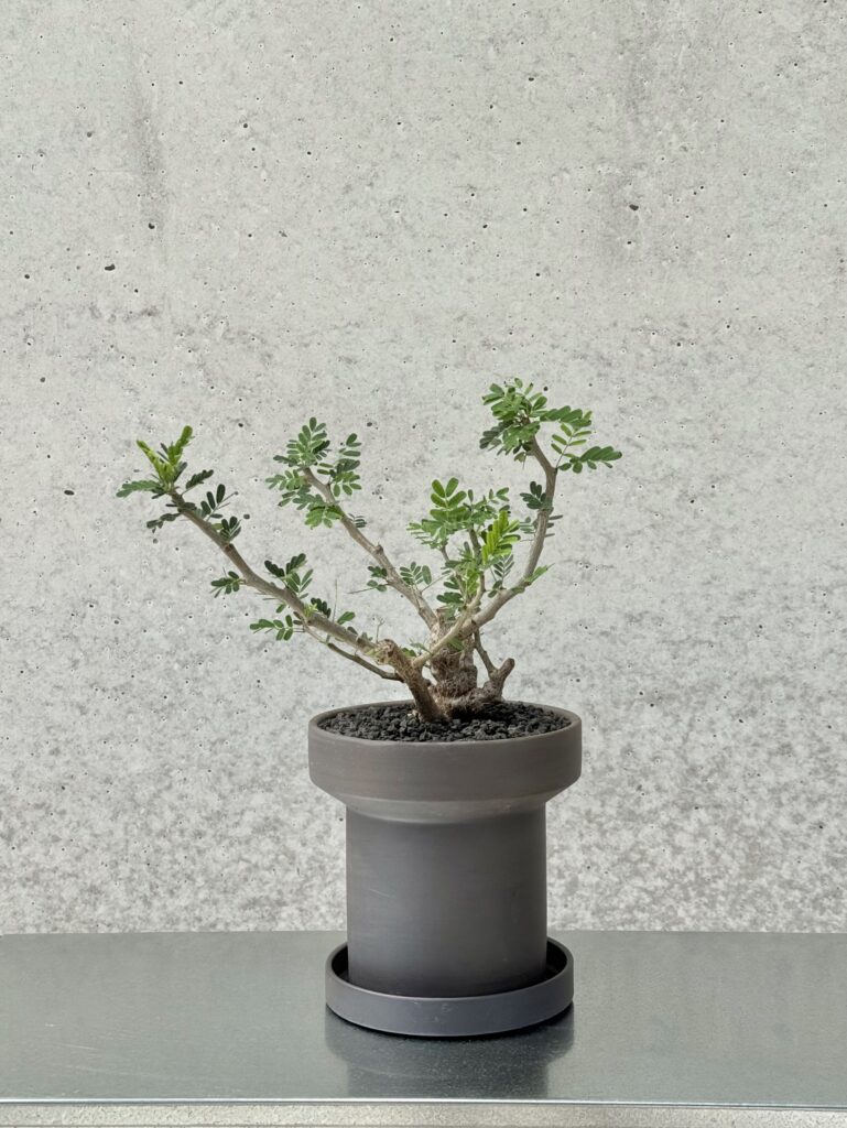 Senna meridionalis x Turret Planter