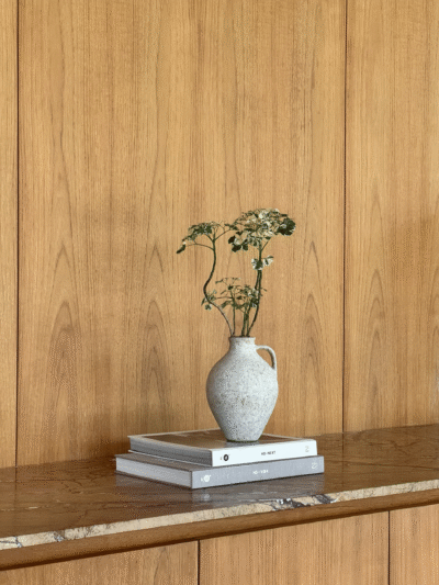 Polyscias guilfoylei x Vintage Olive Jar