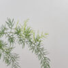 Asparagus racemosus x Ikebana planter