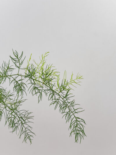 Asparagus racemosus x Ikebana planter