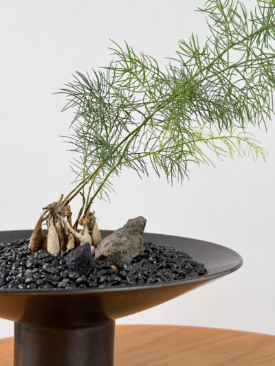 Asparagus racemosus x Ikebana planter