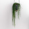 Rhipsalis