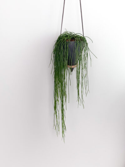 Rhipsalis