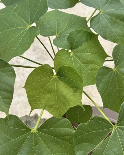 Sterculia colorata x Aged patina-finish vessel