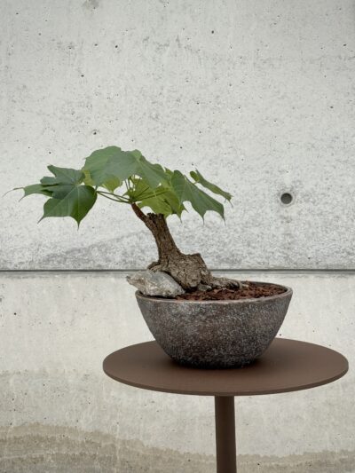 Sterculia colorata x Aged patina-finish vessel