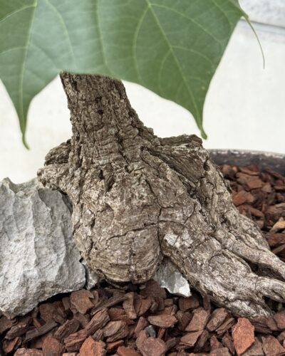 Sterculia colorata x Aged patina-finish vessel