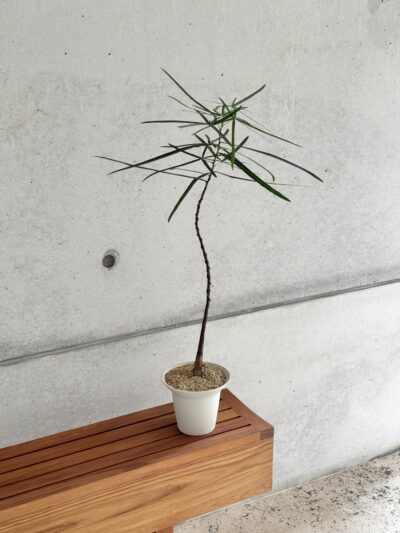 Brachychiton rupestris