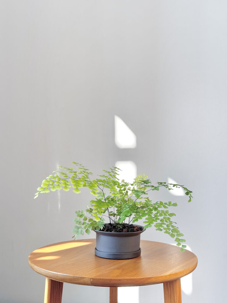 Adiantum raddianum