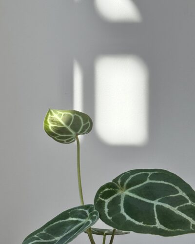 Anthurium crystallinum