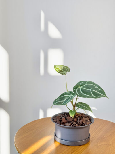 Anthurium crystallinum