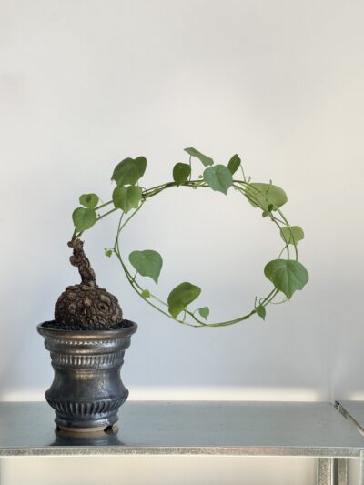 Stephania suberosa x Ceramic Vessel