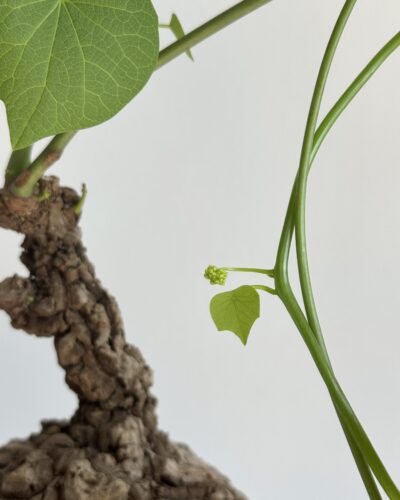 Stephania suberosa x Ceramic Vessel