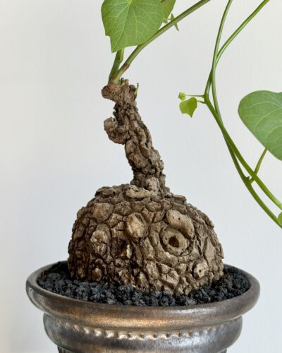 Stephania suberosa x Ceramic Vessel