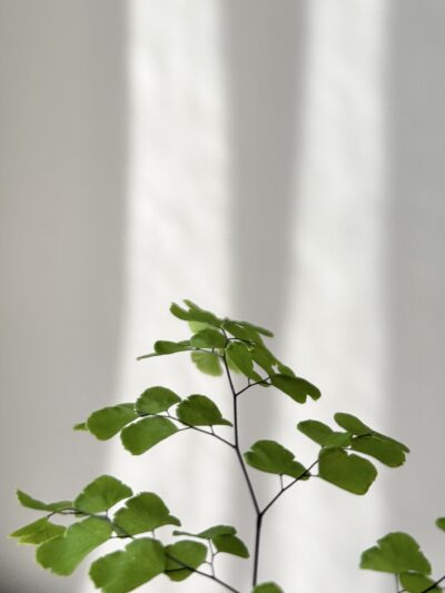 Adiantum raddianum