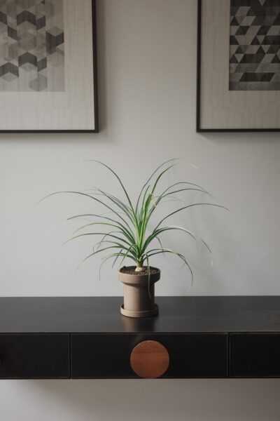 Beaucarnea recurvata