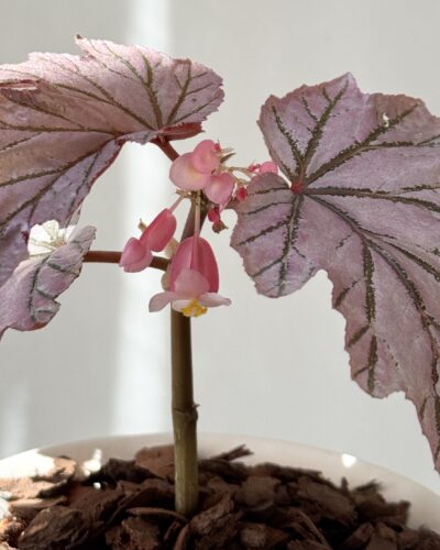 Begonia 'Lamoon'