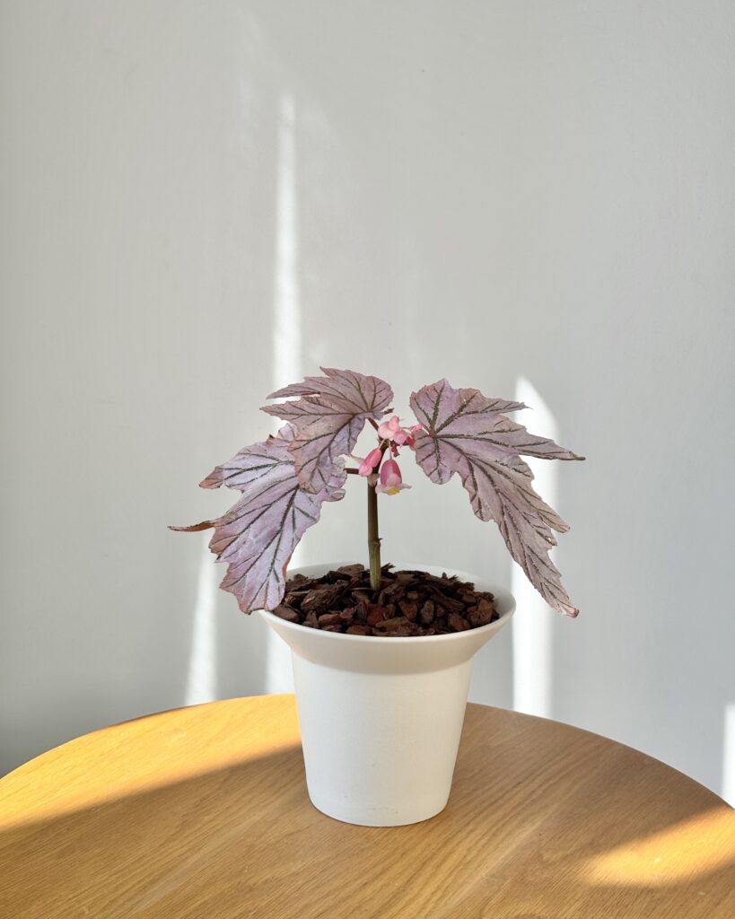 Begonia 'Lamoon'