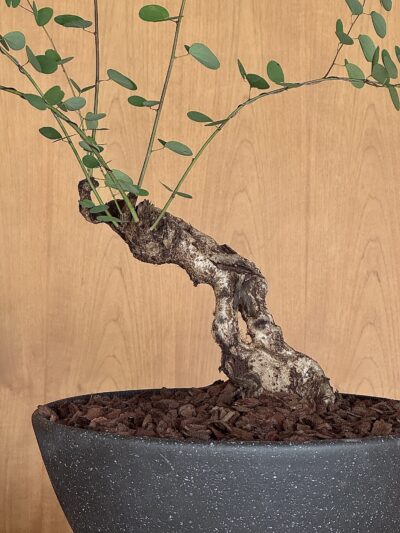 Bauhinia winitii Craib x Speckled Black Vessel