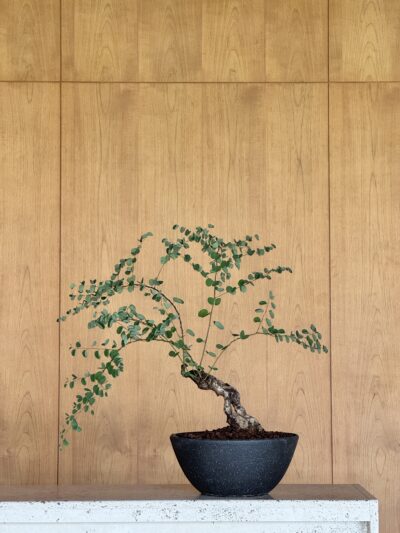 Bauhinia winitii Craib x Speckled Black Vessel