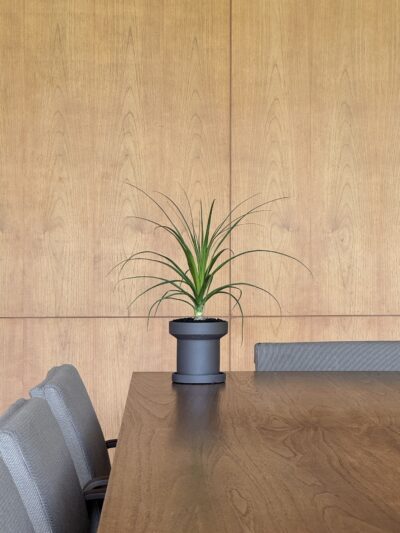 Beaucarnea recurvata