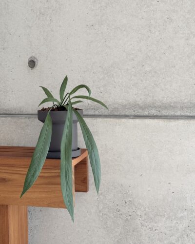 Anthurium vittarifolium