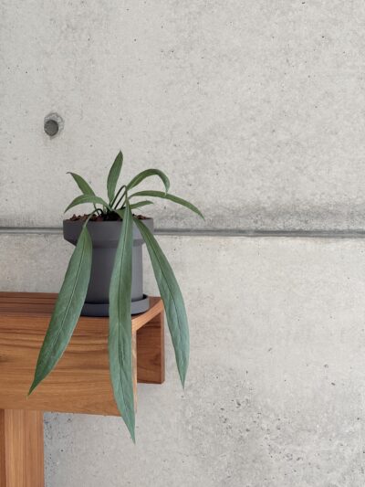 Anthurium vittarifolium