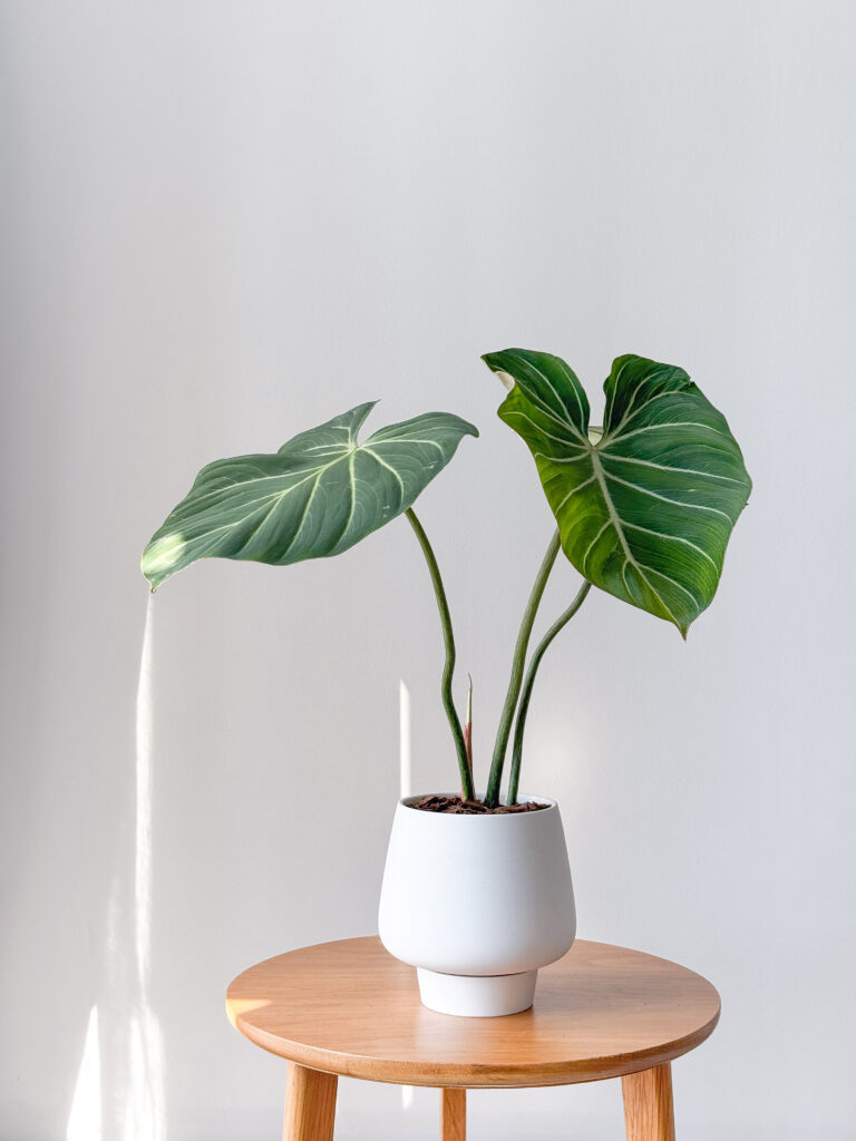 Philodendron gloriosum