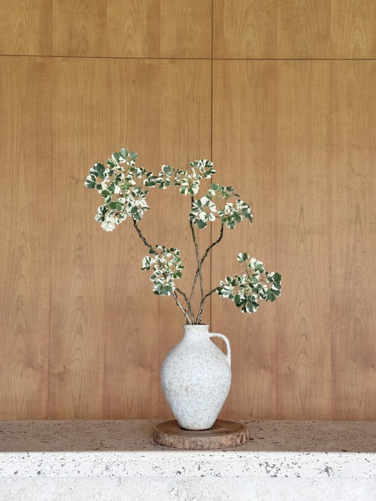 Polyscias guilfoylei x Olive Jar Tall - Small