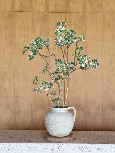 Polyscias guilfoylei x Olive Jar Tall - Medium