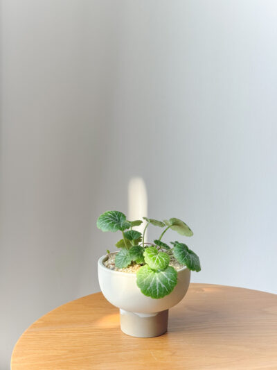 Saxifraga stolonifera