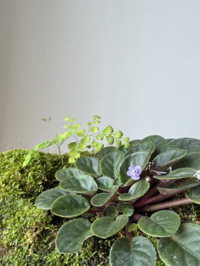 IMG_4512 Miniature Living Landscape 01