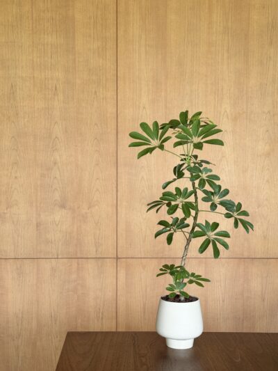 Schefflera arboricola