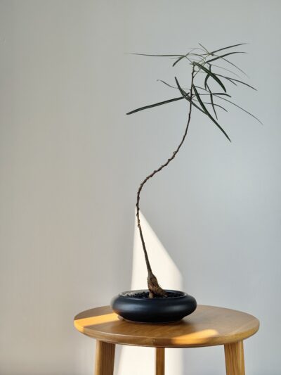 Brachychiton rupestris, styled