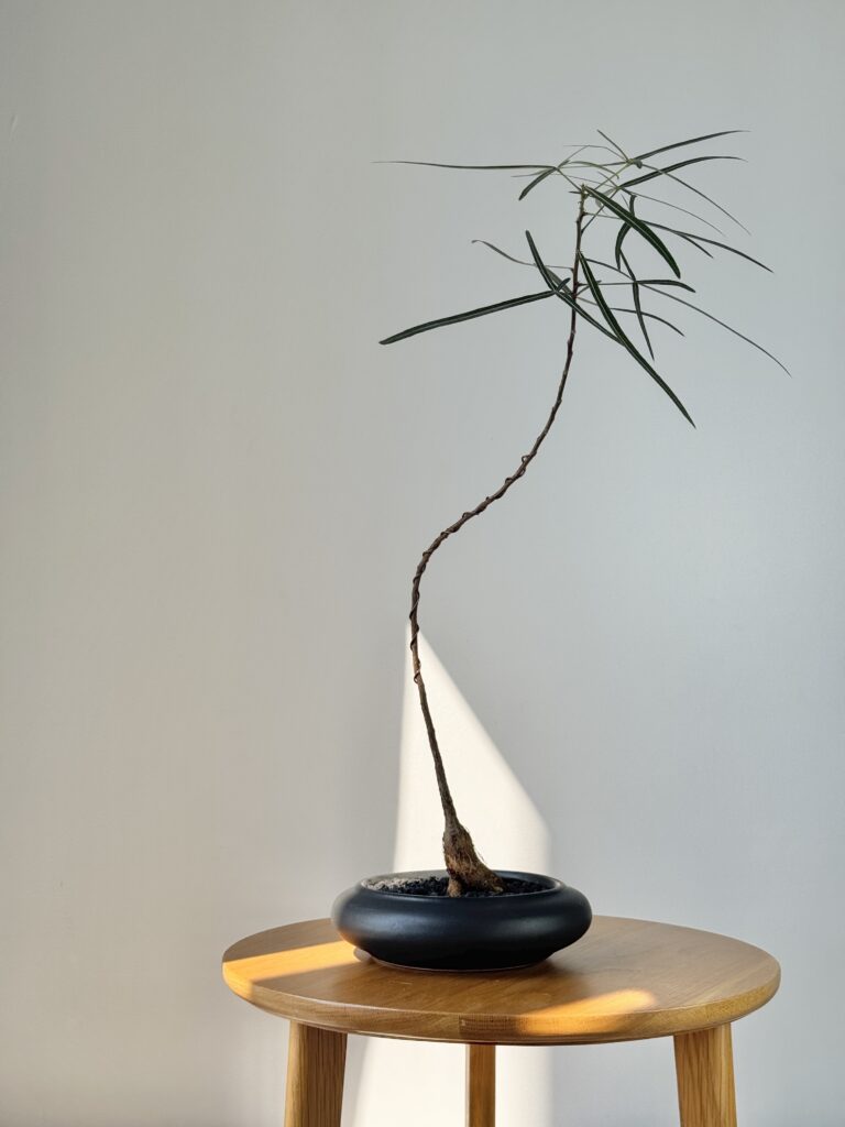 Brachychiton rupestris, styled