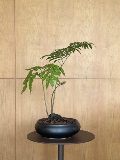 Angiopteris evecta Composition