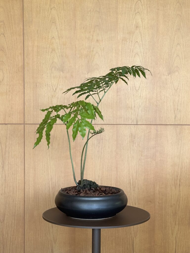 Angiopteris evecta Composition
