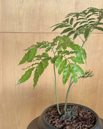 IMG_4843 Angiopteris evecta Composition