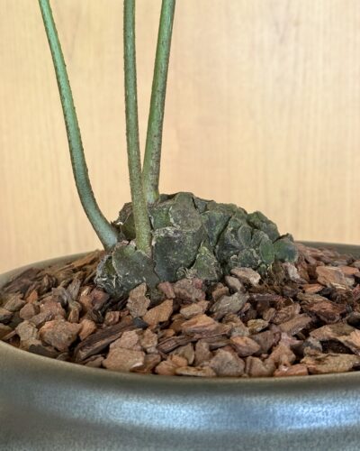 IMG_4847 Angiopteris evecta Composition