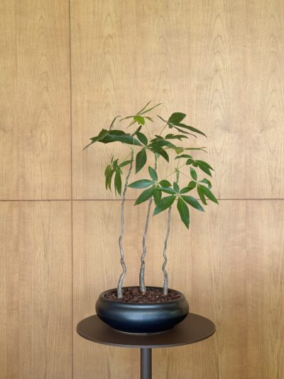 Pachira aquatica Forest