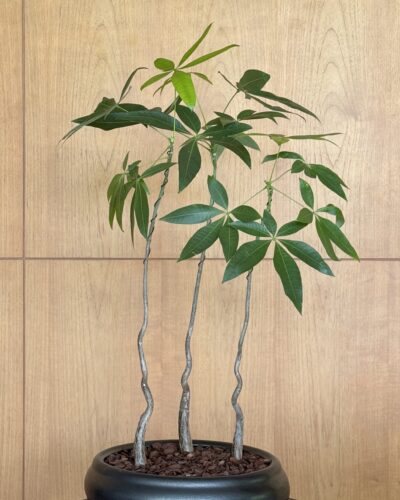 Pachira aquatica Forest