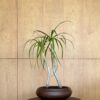 Dracaena loureiri Composition