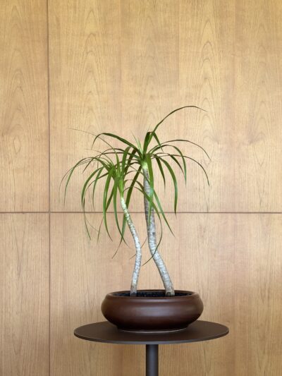 Dracaena loureiri Composition