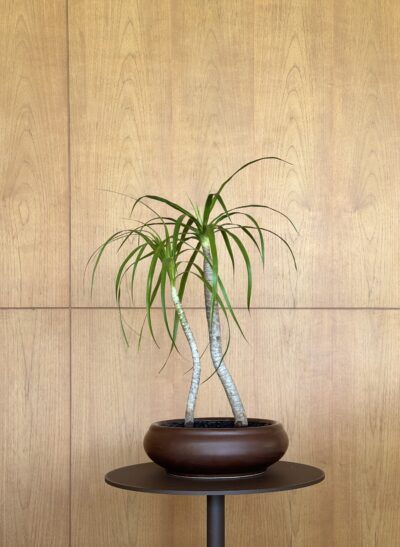 Dracaena loureiri Composition