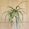 Dracaena loureiri Composition