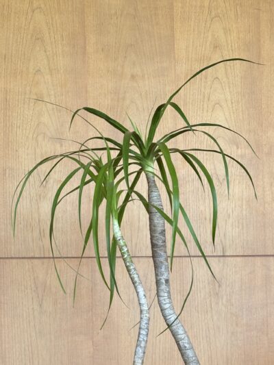 Dracaena loureiri Composition