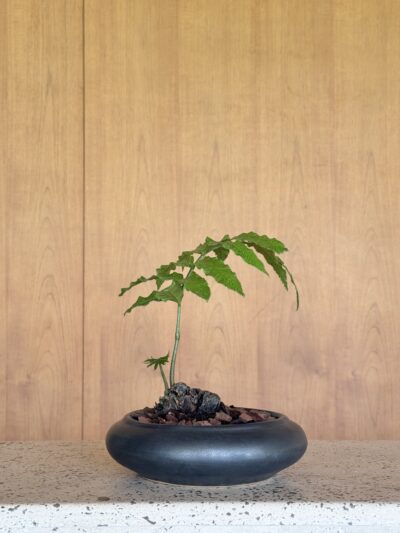 Angiopteris evecta x Black handcrafted vessel